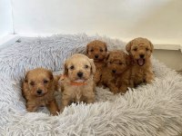 Tüy Dökmez Koku Yapmaz Maltipoo