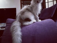 Safkan maine coon scr li