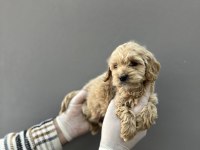 Maltipoo yavrular