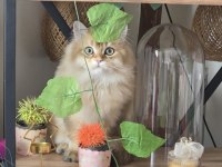 Erkek british longhair kedimiz kızgınlıkta