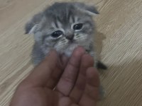 Scottish Fold 1,5 Aylık Orijinal