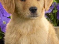 Ruhsatlı köpek çifliğinden golden yavrular a scrli