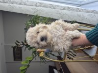 Maltipoo Yavrum 55 Günlük