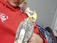 Sultan papağanı çift 1 dişi bir erkek çift kafes dahil