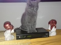 Blue British Shorthair Bebekler