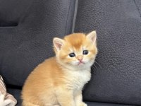 British Shorthair Golden Ny 12