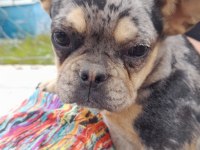 Merle tan dişi french bulldog