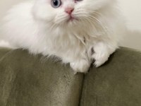 Beyaz British Longhair