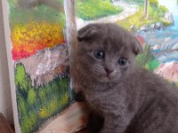 Safkan british ve scottish fold yavrular