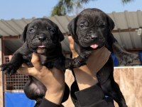 Cane corsa alan koruma köpeği yavruları 