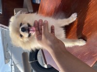 Pomeranian erkek