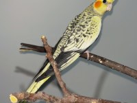 KUR ÖTÜŞÜ YAPAN DİŞİ PEARL SULTAN PAPAĞANI