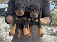 DOBERMAN YAVRULARI