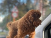 YETİŞKİN DARK RED KORE POODLE ERKEK KUYRUKSUZ