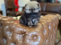 TEA CUP VE MİKRO TEA CUP POMERANİAN BOO YAVRULARIMIZ