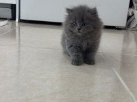 2 Aylık British Longhair Kedisi