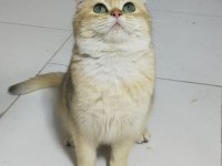 British shorthair 8 aylık kedimiz