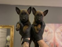 Safkan Malinois Yavruları