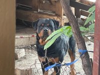 Koca kafa Macar rottweiler yavrular sahiplendirilecektir
