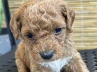 ev ortamından red toy poodle