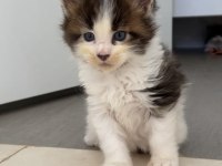 Safkan özel renklerde Maine Coon yavruları