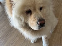 10 Aylık Dişi Chow Chow köpeğimiz yeni yuvasını arıyor
