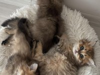 Black Gold British Longhair Yavrular