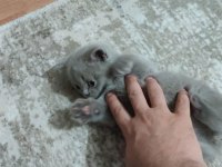 British shorthair 3 aylık erkek dişi yavru