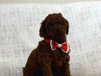 Toy poodle yavrularımız
