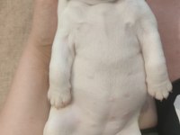Sahiplendirme french bulldog