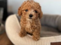 Sevimli toy poodle yavrular