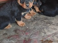 Irk garantili rottweiler yavruları