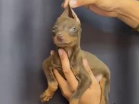 Irk ve sağlık garantili doberman bebekler