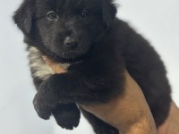 DÜNYANIN EN AKILLI KÖPEKLERİ