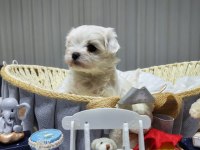 A scrli babadan Kore maltese bebeklerim
