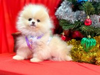 Pomeranian ayı surat yavrular