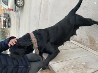 4 nisan doğumlu cane corso anne baba secereli