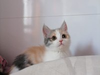 Chinchilla tekir melezi
