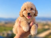 Maltipoo Güzellikler