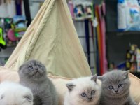 British Shorthair ve Blue Point