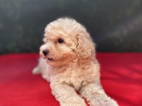 A KALİTE MALTIPOO KÖPEKLER