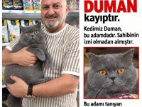 Kayıp Kedimizi Arıyoruz Yardımcı Olun Lütfen