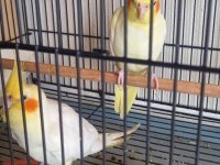 LUTINO TAKIM SULTAN PAPAĞANI