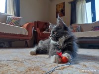 3 Aylık Yavru Dev Maine Coon Pasaport Çip Şecere