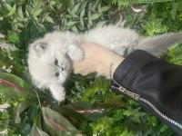 Bebeksi british longhair yavrularım