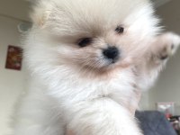 MİNİBOY TEDDY BEAR POMERANİAN BOO YAVRULAR