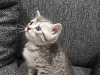 SAFKAN BİRİTİSH ERKEK