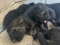 Kısa ve uzun tüy maskeli alman çoban köpeği yavrular