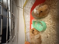 Guinea pig 1 dişi ve 1 erkek