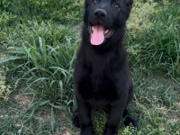 Showline Longhair German Shepherd